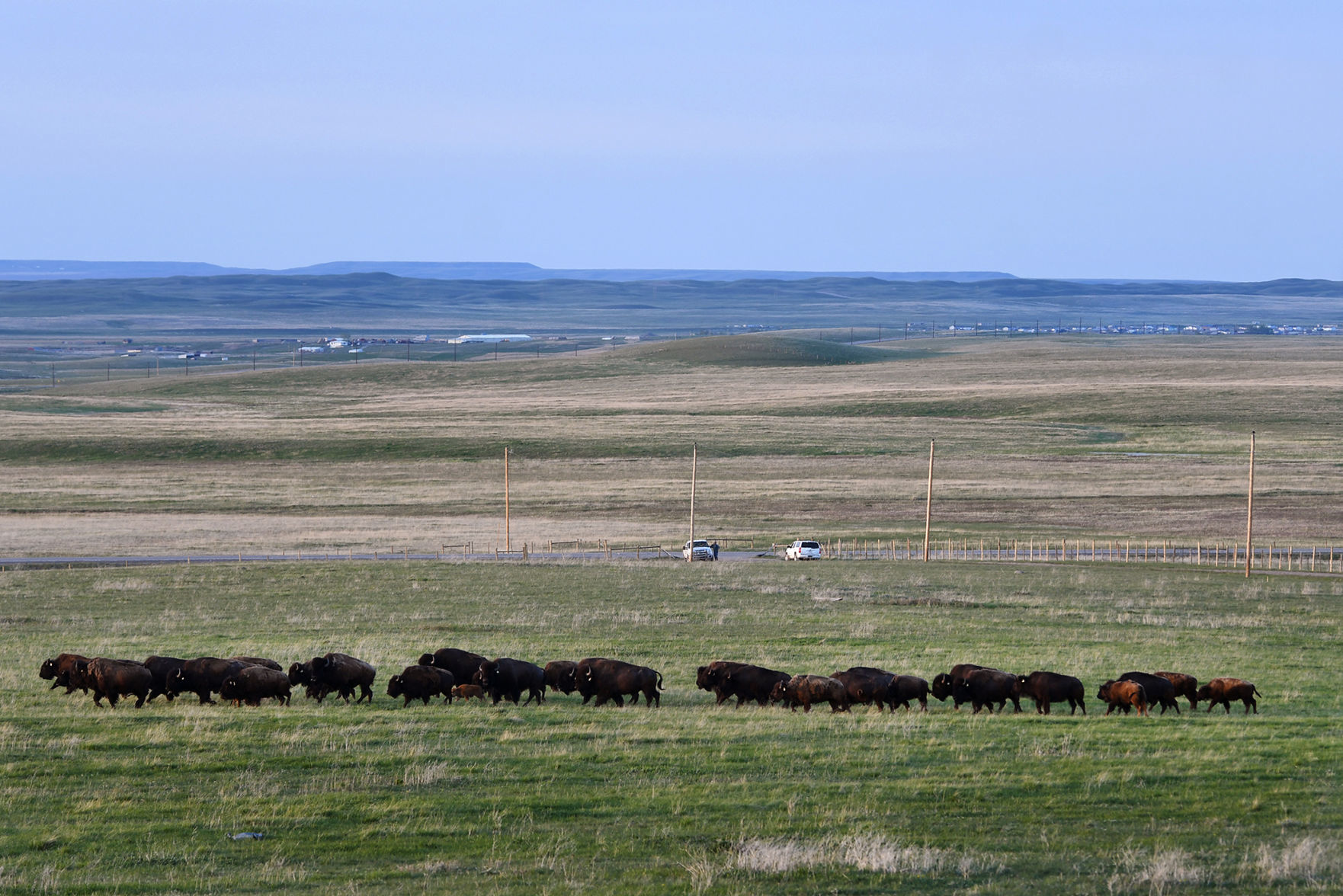 061619 blackfeet buffalo9 kw.jpg